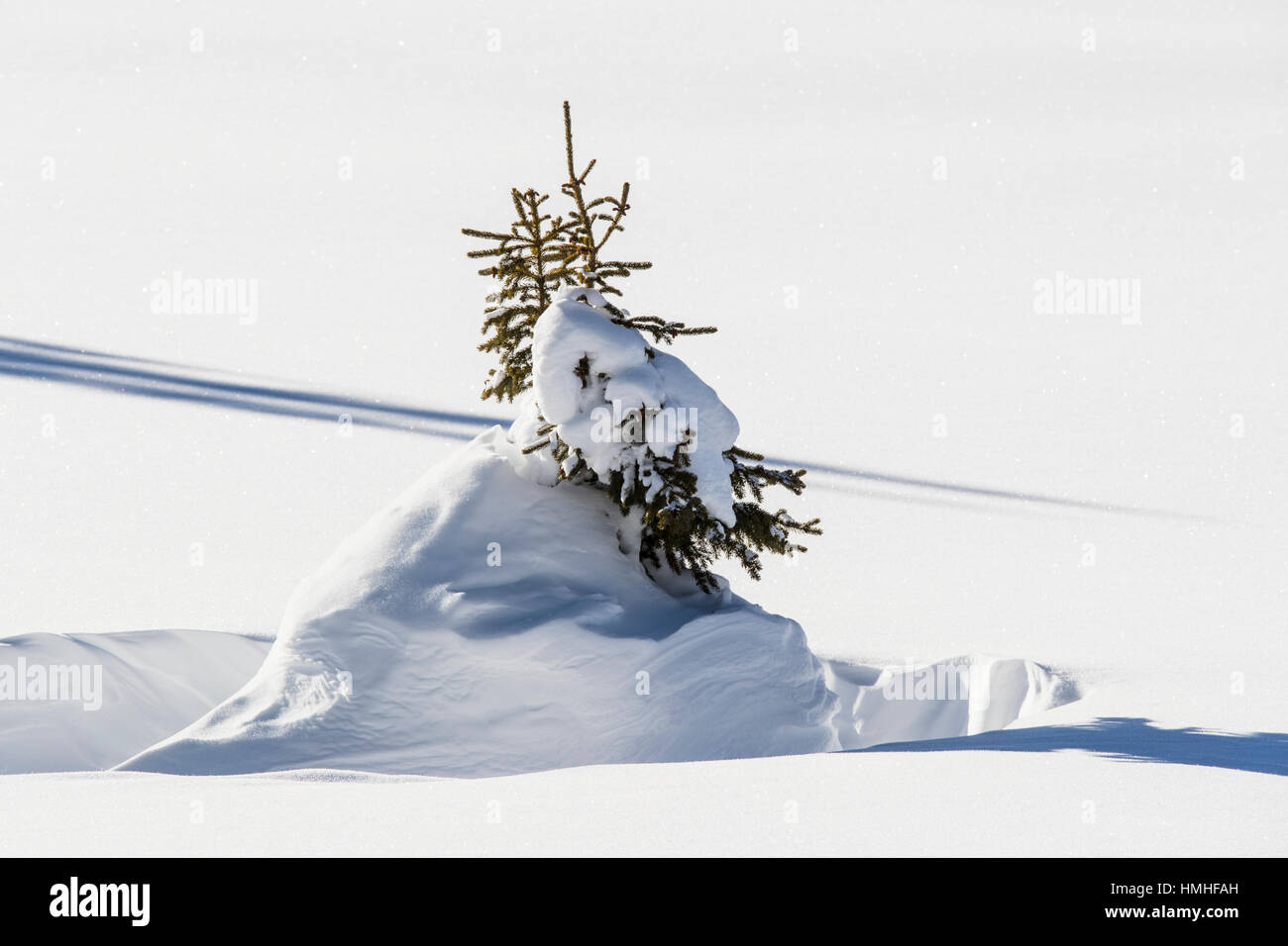 Snowy winter landscape; snow covered tree; Esplanade Range; Selkirk Range; British Columbia; Canada Stock Photo