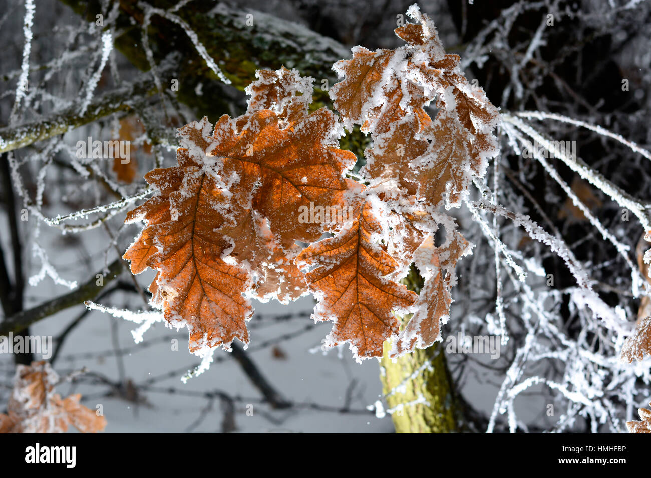 Oak tree with frozen leaves covered with frost. Stock Photo