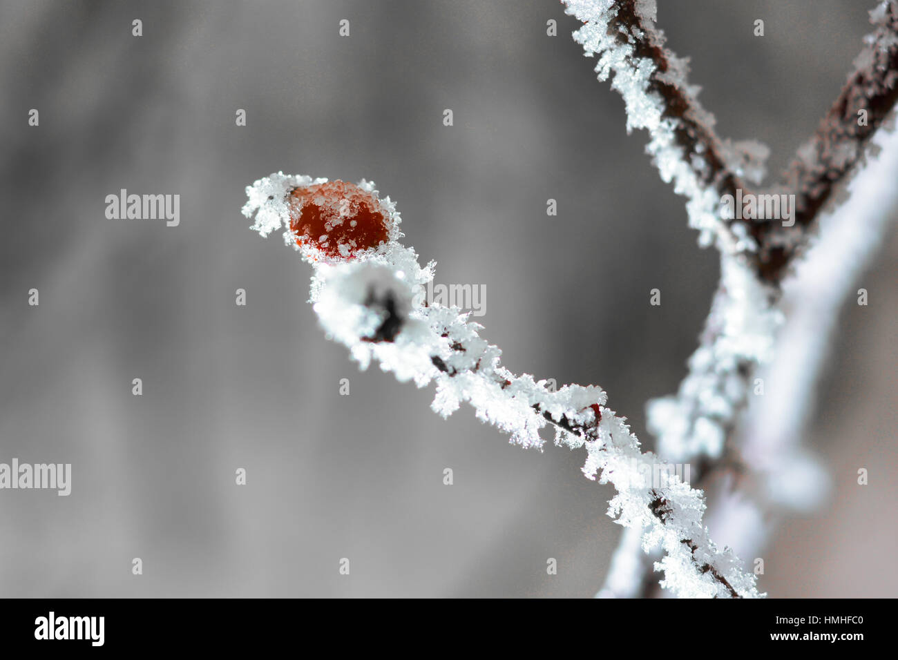 Red frozen rosehip on branch covered with snow and frost Stock Photo