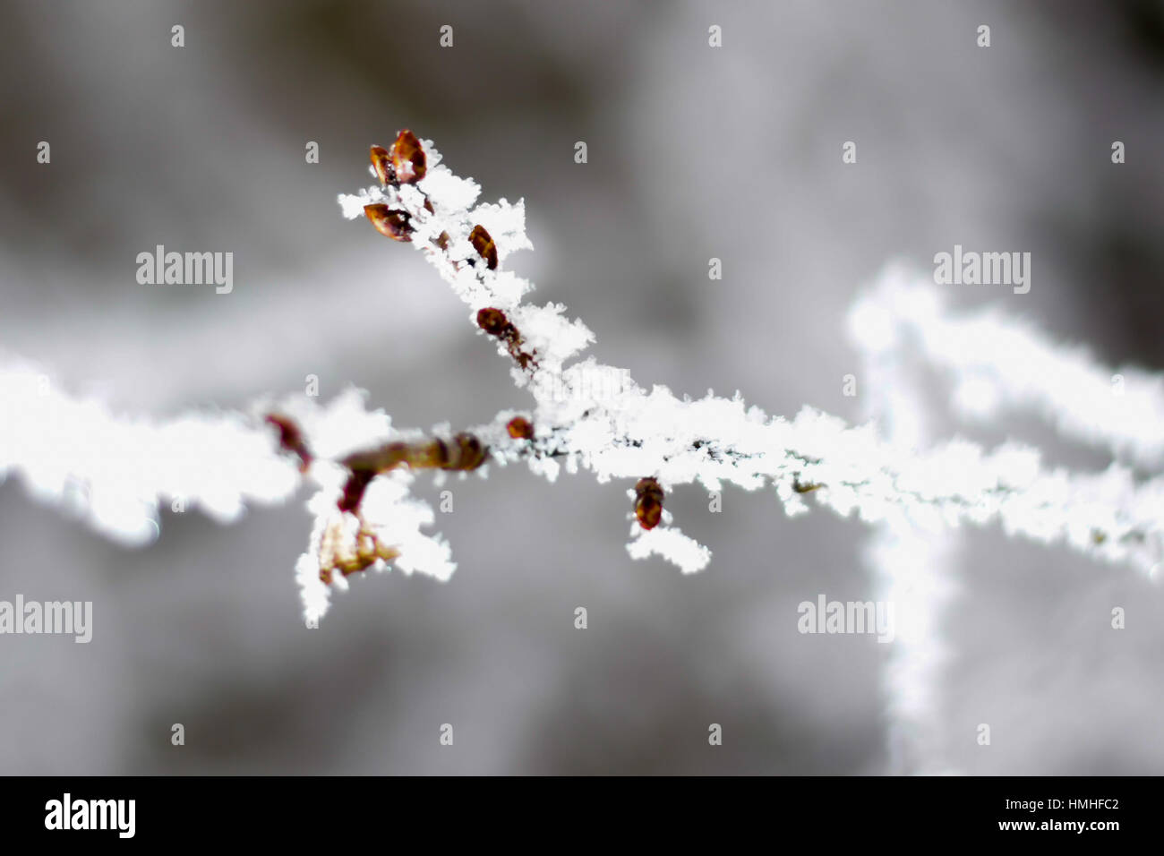Bud on tree branch covered with snow and frost in winter time Stock Photo