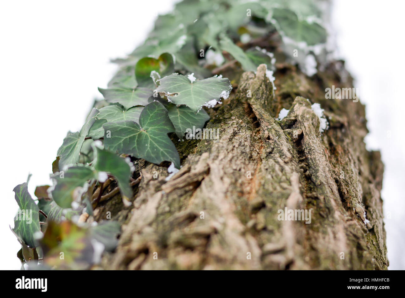 Frozen ivy on tree covered with frost and snow Stock Photo