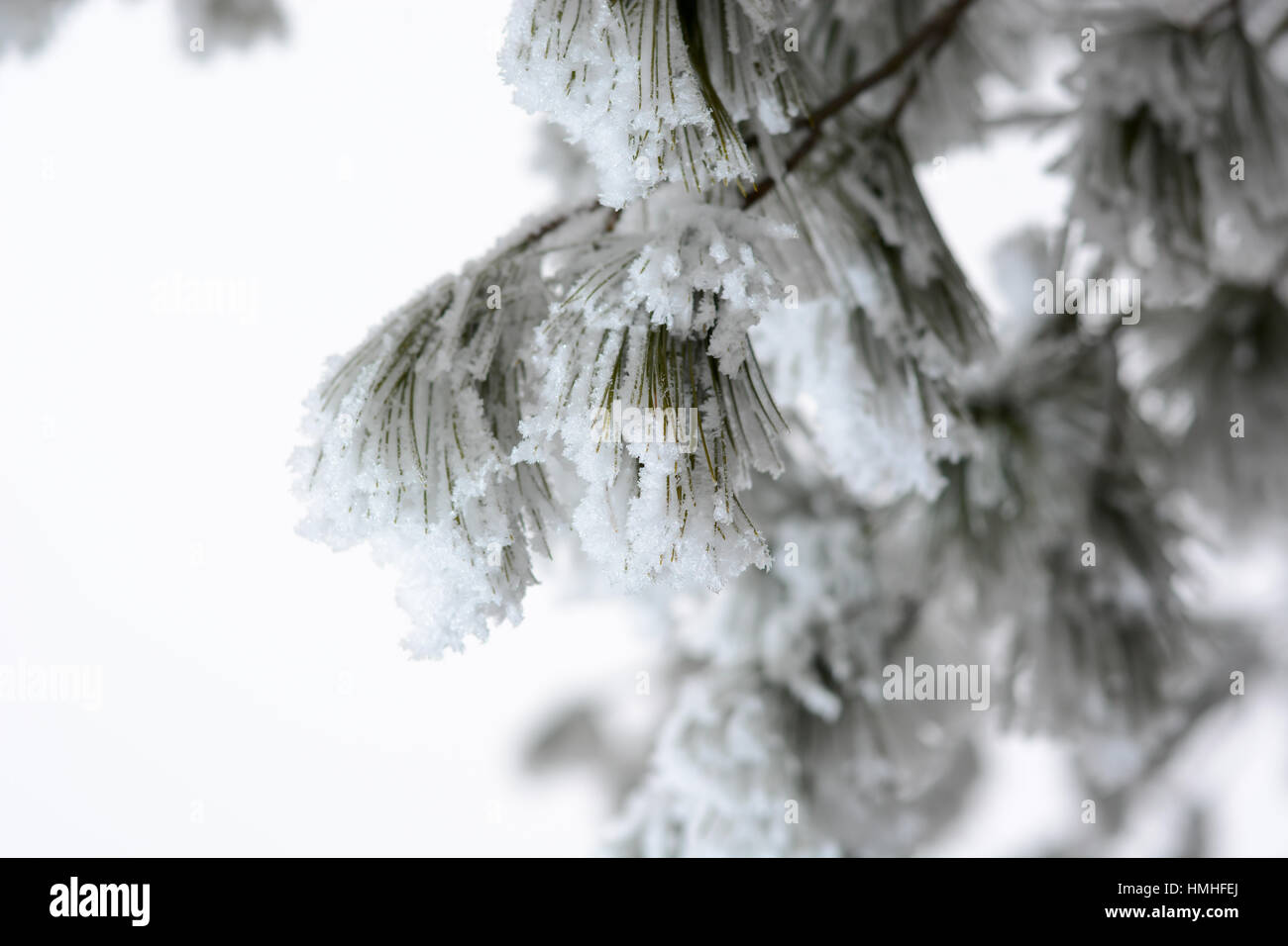 Snow Covered Pine Tree Branches Close Up Branches of pine tree with snow Stock Photo