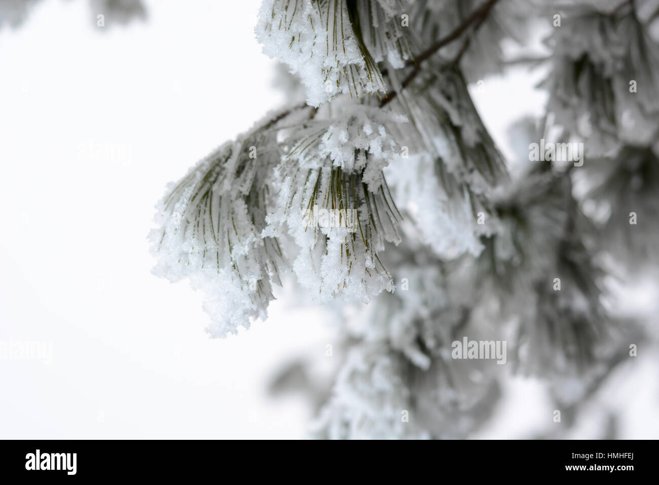 Snow Covered Pine Tree Branches Close Up Branches of pine tree with ...