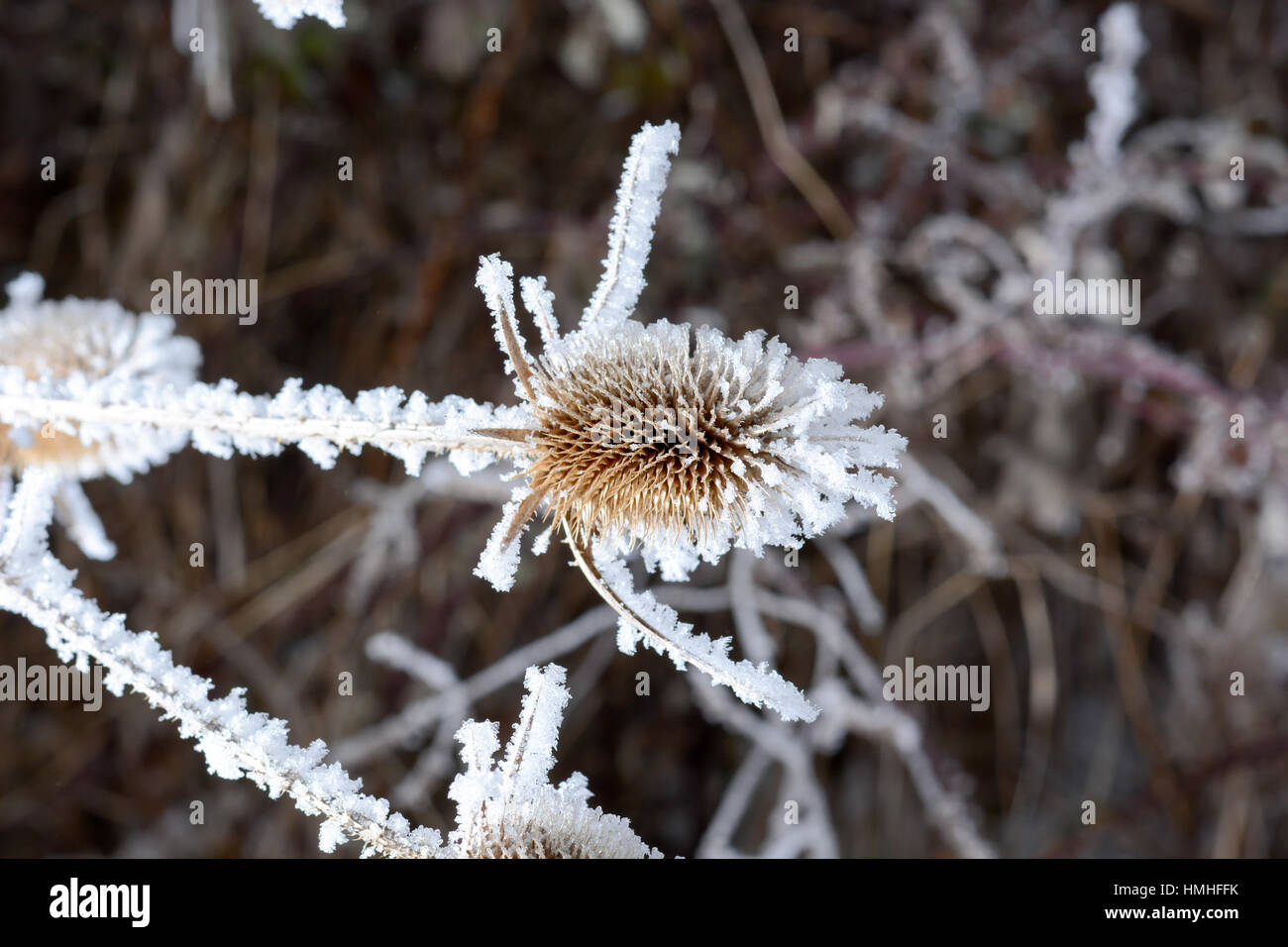 Winter plants, dried flowers with layers of snow. Bur in the frost. A wild plant in the snow. Stock Photo