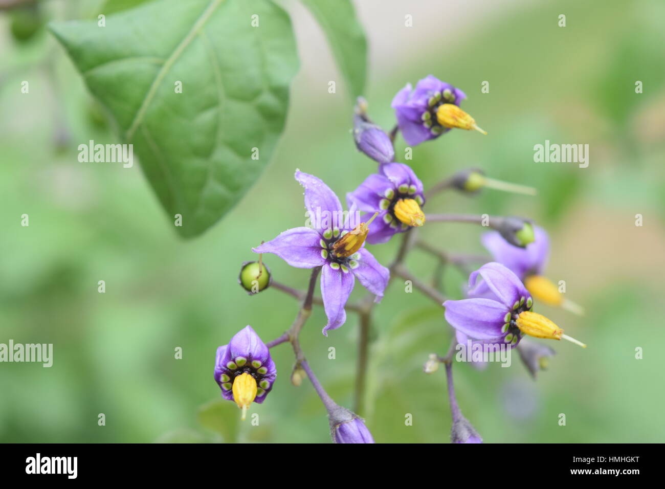 The Purple/Yellow Flower of the Toxic and Invasive Bittersweet Nightshade plant. Also know as Solanum Dulcamara, Snakeberry, and Blue Bindweed. Stock Photo