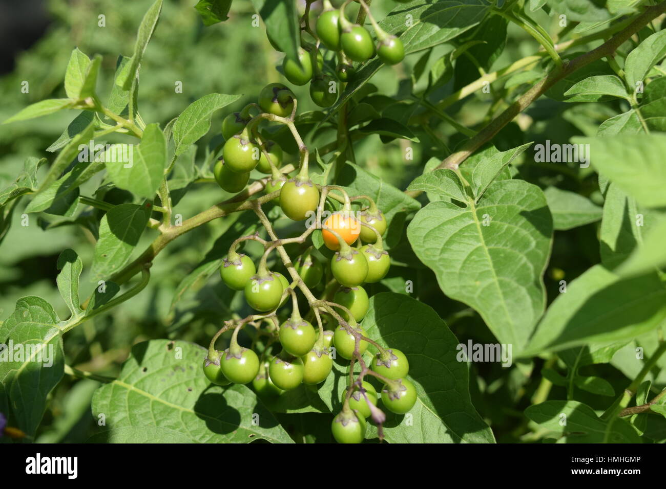 Unripe fruit of the toxic and Invasive Bittersweet Nightshade vine. It is also known as Solanum dulcamara, Fellenwort, snake berry and many other names. Stock Photo