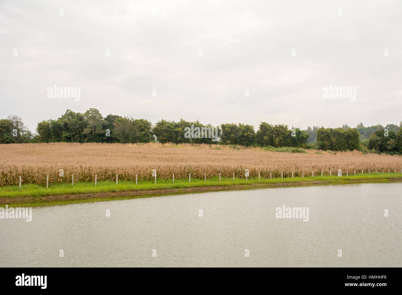 Dry corn field hi-res stock photography and images - Alamy