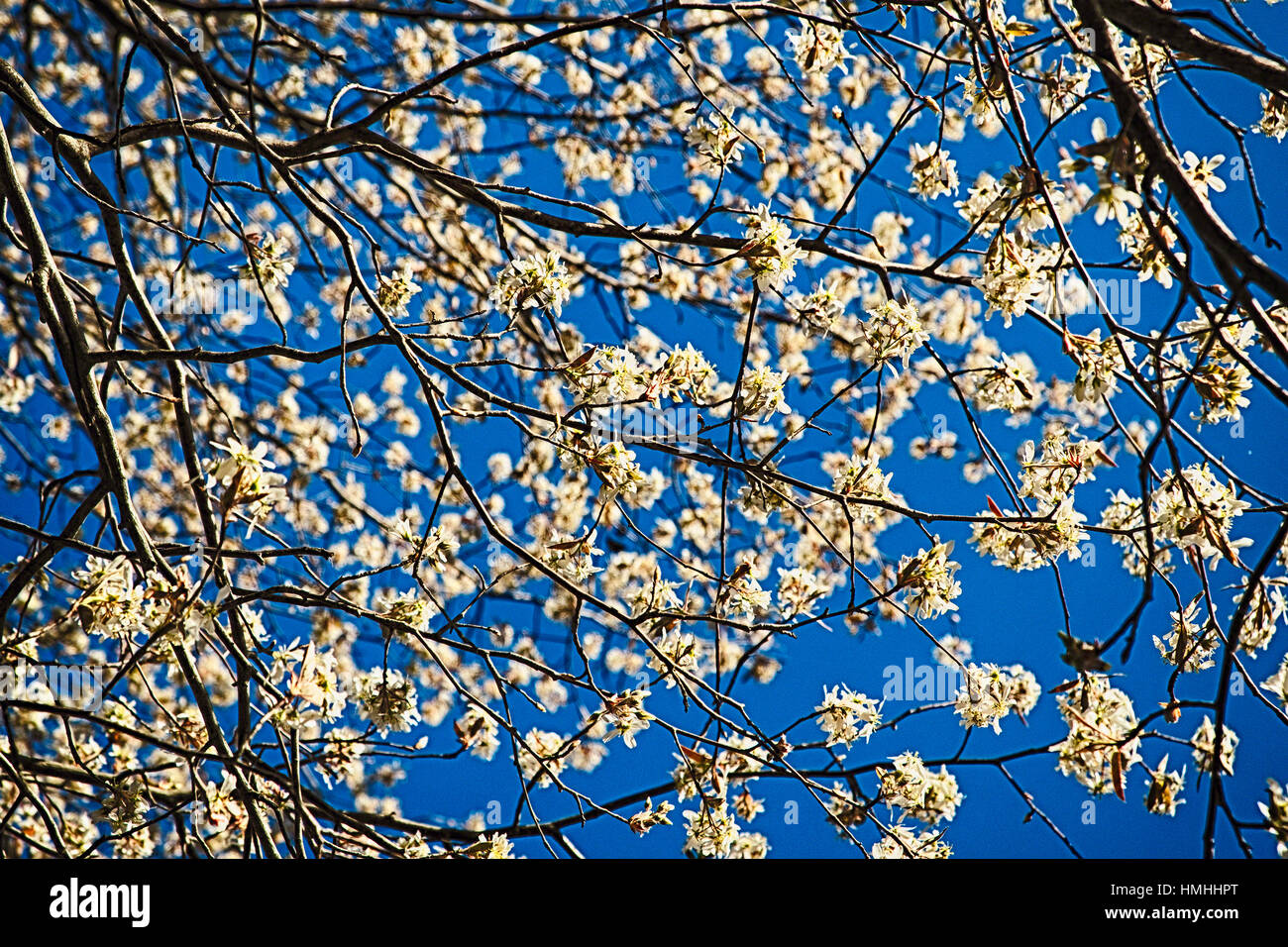 Flowering Tree Branches Against Blue Sky Stock Photo