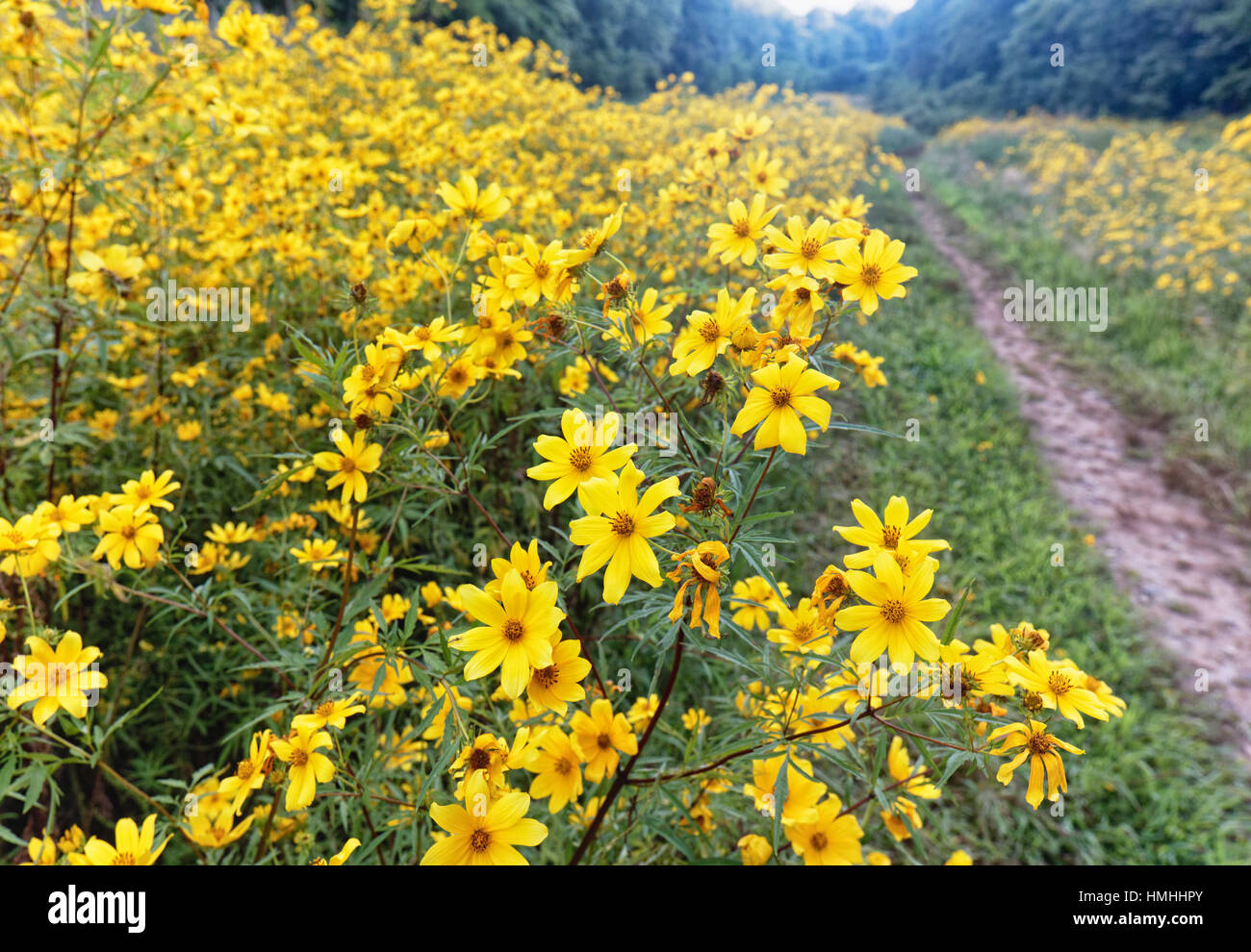 Star field hires stock photography and images Alamy
