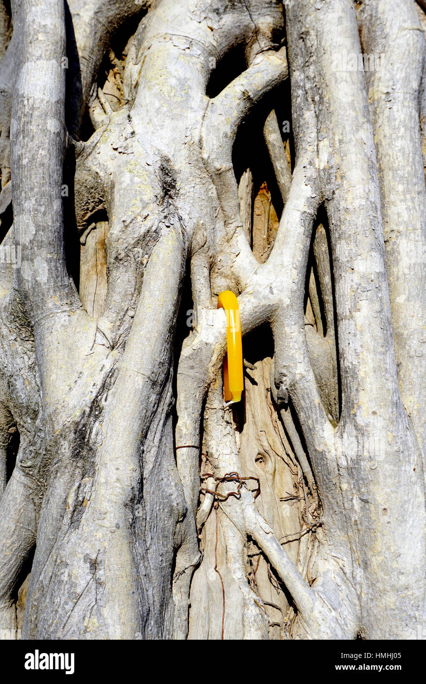 Root on the trunk of tree texture with yellow candle accent closeup Stock Photo
