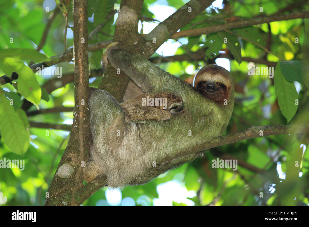 Female Three-toed Sloth (Bradypus variegatus) with baby. Manuel Antonio National Park, Costa Rica. Stock Photo