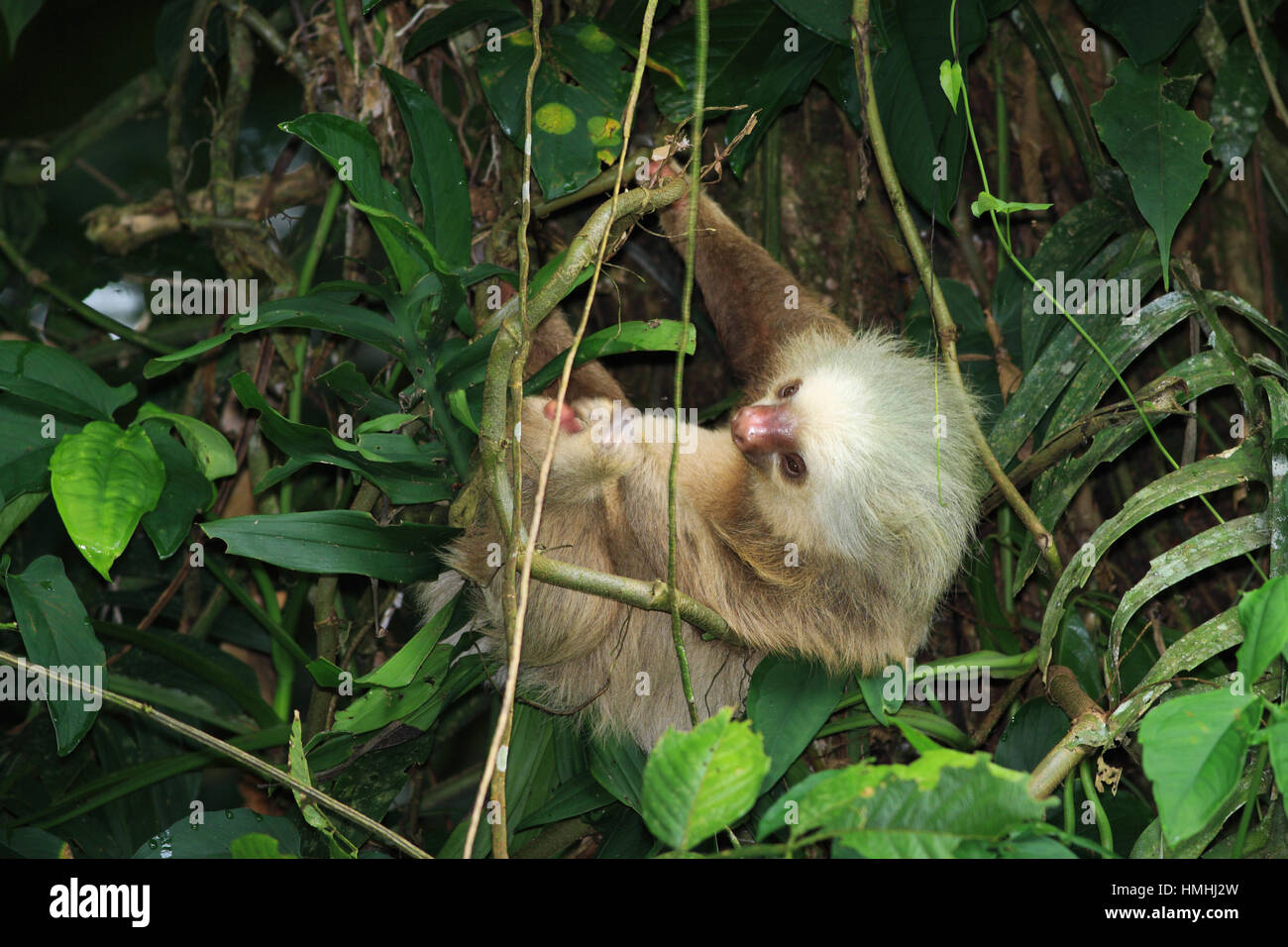 Hoffman’s Two-toed Sloth (Choloepus hoffmanni) in rainforest, La Selva ...