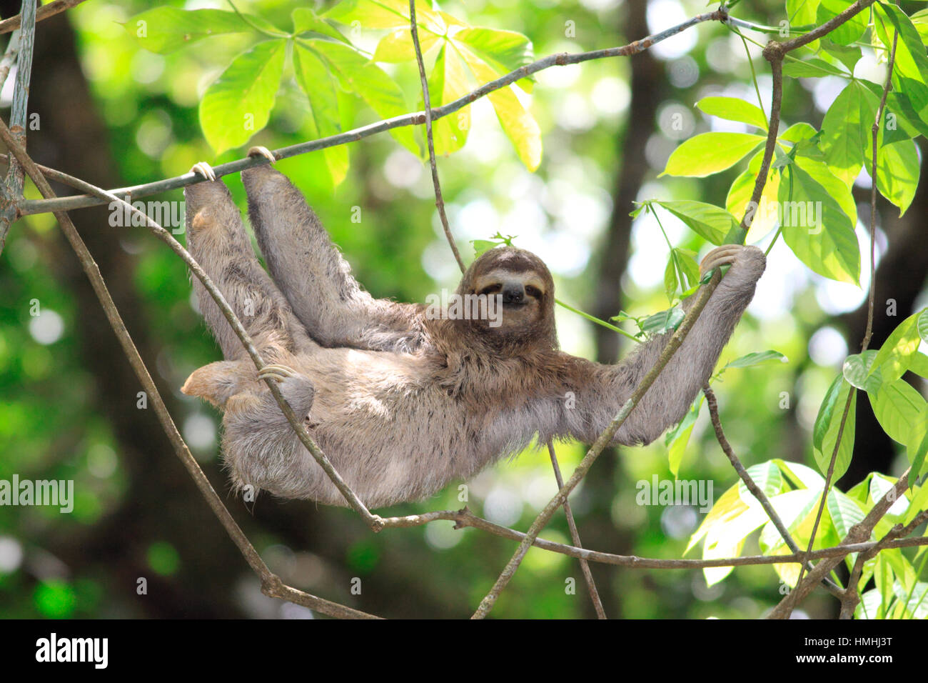 Three-toed Sloth (Bradypus variegatus). Manuel Antonio National Park, Costa Rica. Stock Photo