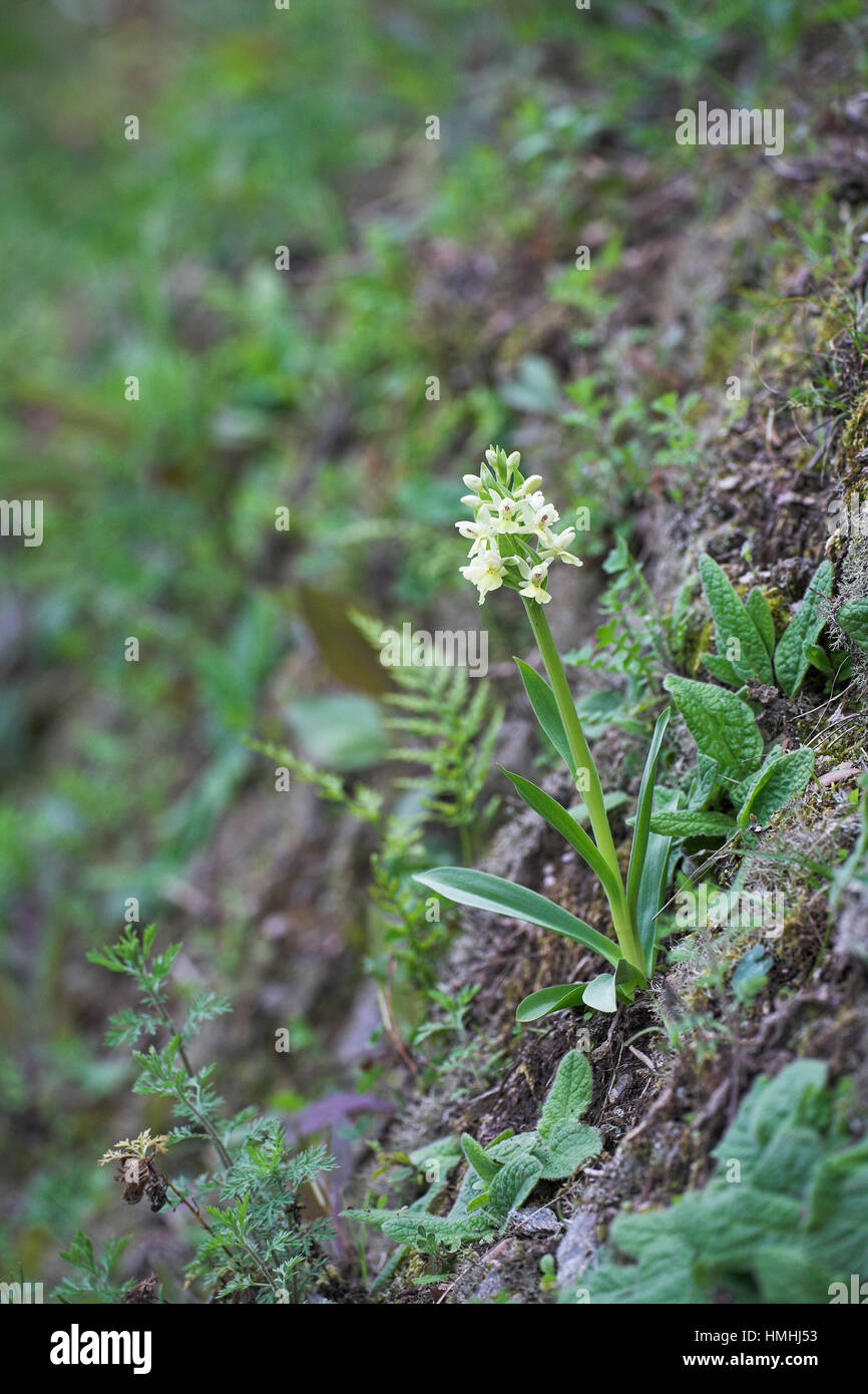 Barton's orchid Dactylorhiza insularis Corsica France Stock Photo
