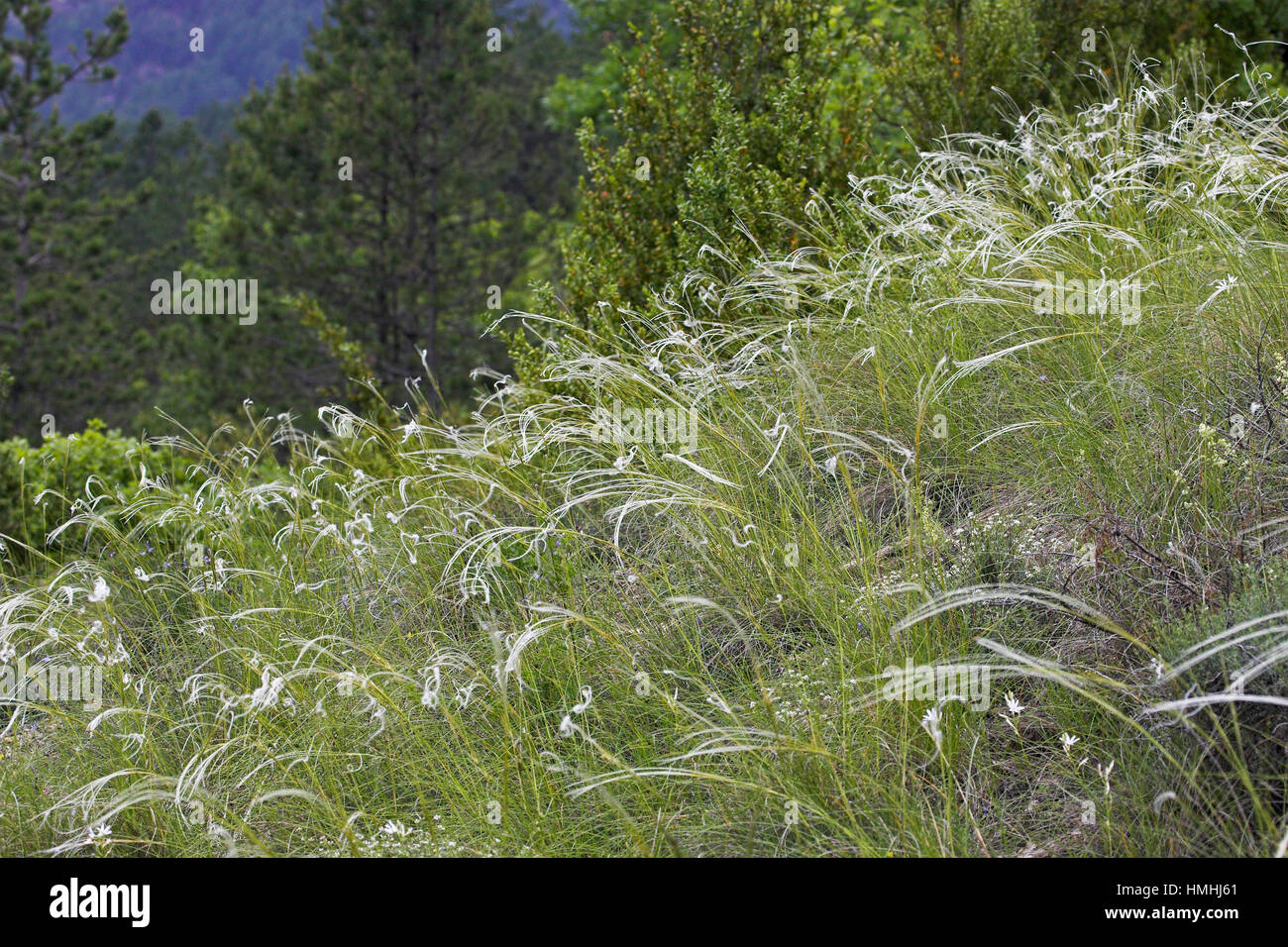 Needle-grass Stipa pennata growing on stoney hillside Vercors National Park France Stock Photo