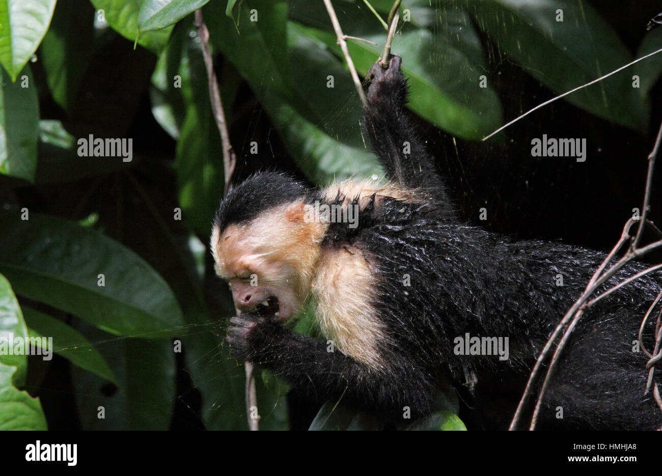 White-faced Capuchin Monkey (Cebus capucinus) eating a Golden Orb Spider (Nephila clavipes) from its web, Tortuguero National Park, Costa Rica. Stock Photo