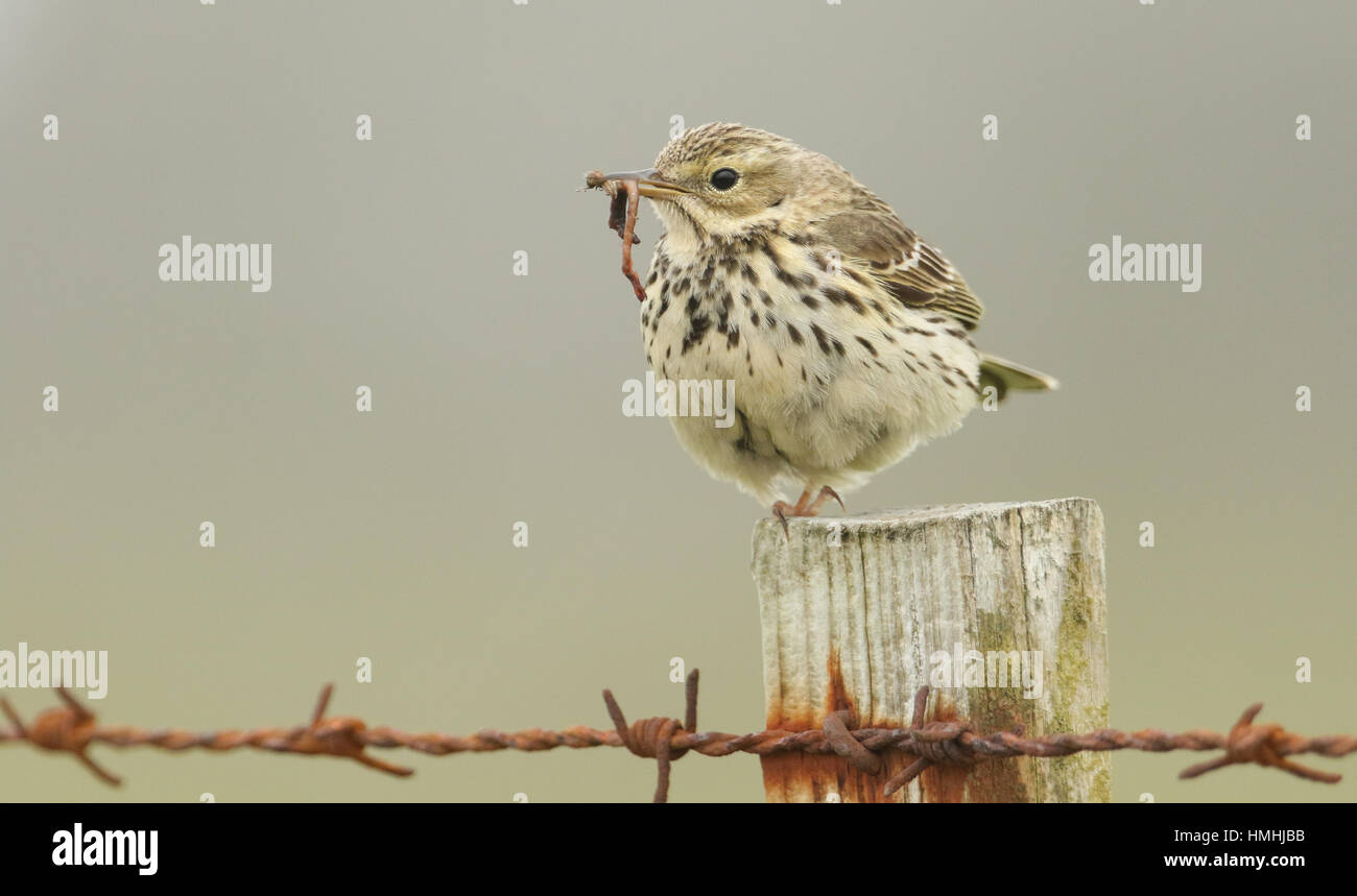 A Meadow pipit ( Anthus pratensis) perched on a fence post  with food in its beak for its babies. Stock Photo