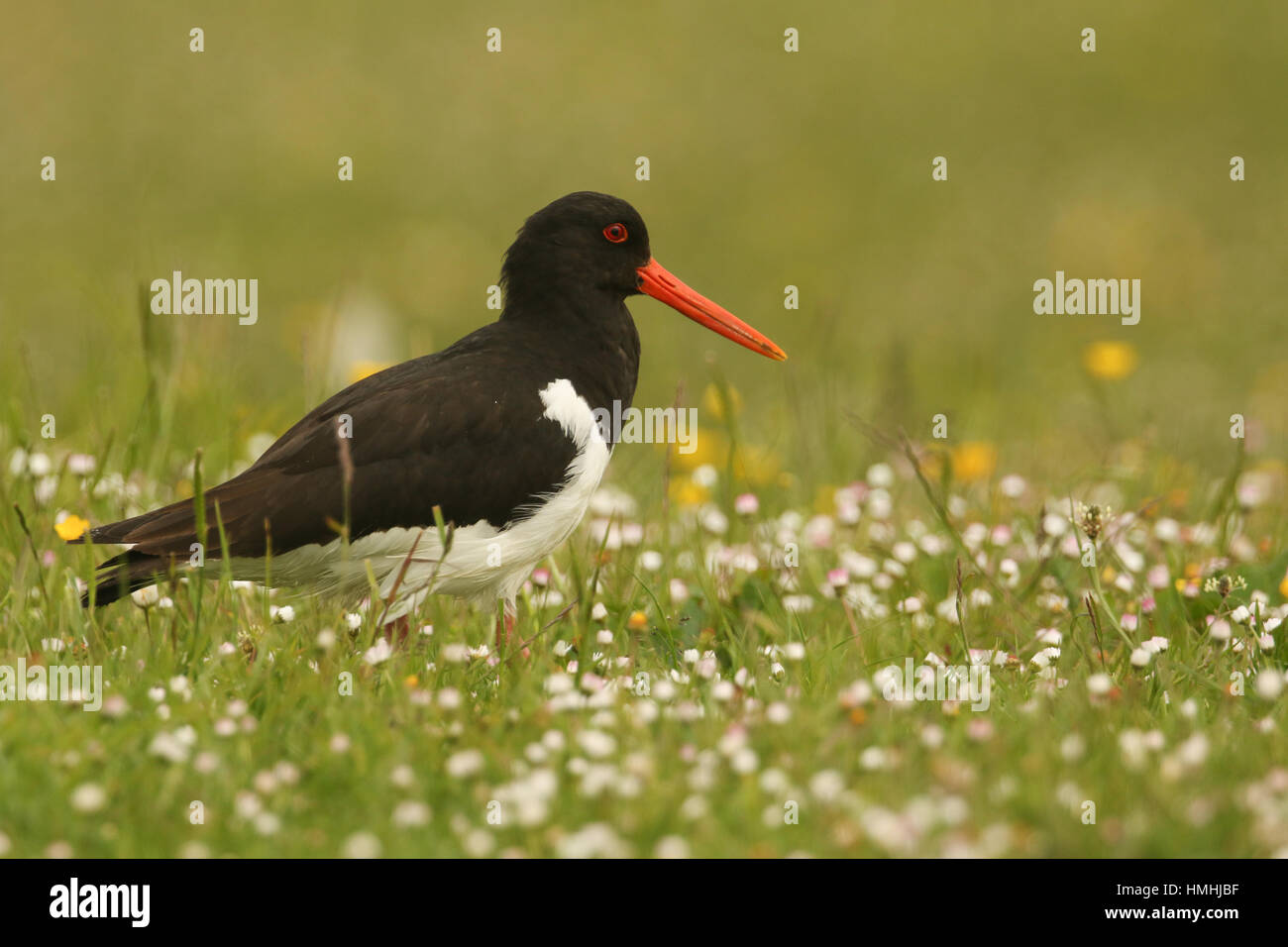 Oystercatcher in pink flowers hires stock photography and images Alamy