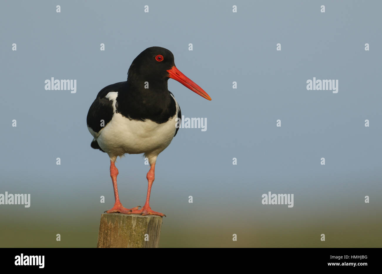 A stunning adult Oystercatcher (Haematopus ostralegus) perched on a post. Keeping a lookout for predators, as it has youngster down on the ground. Stock Photo