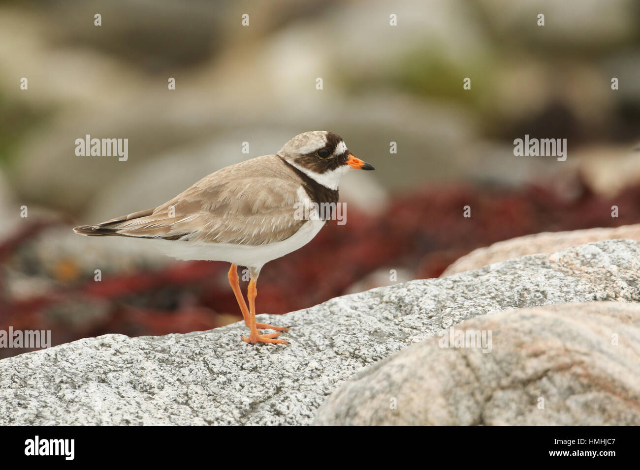A stunning Ringed Plover (Charadrius hiaticula) on the shoreline in North Uist, Scotland, perched on a rock. Stock Photo