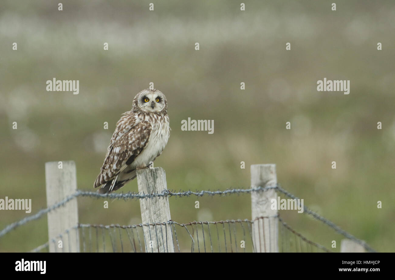 A stunning Short-eared Owl (Asio flammeus) sitting on a fence post . Stock Photo