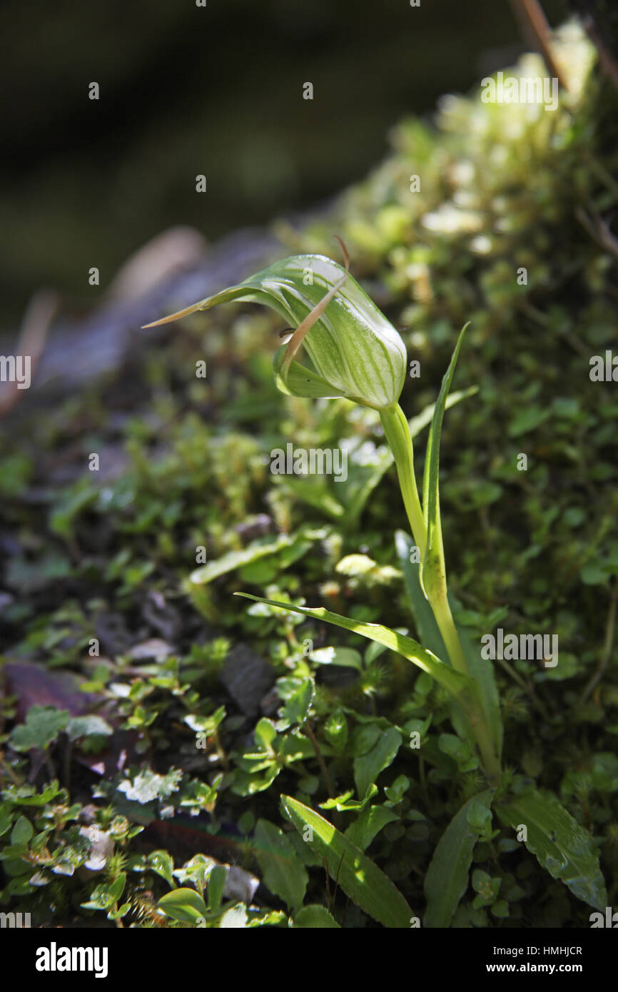 Greenhood orchid Microtis unifolia New Zealand Stock Photo Alamy