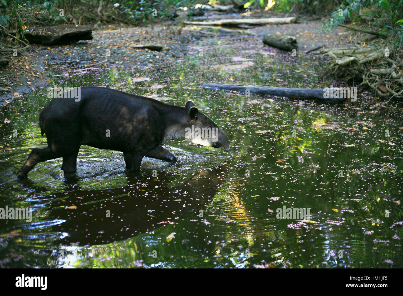 Baird’s Tapir (Tapirus bairdii) crossing rainforest stream. Corcovado National Park, Osa Peninsula, Costa Rica. Stock Photo