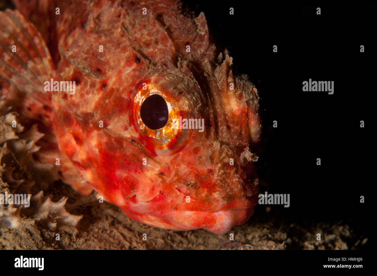 Small red scorpionfish (Scorpaena notata), L'escala, Costa Brava, catalonia, Spain Stock Photo