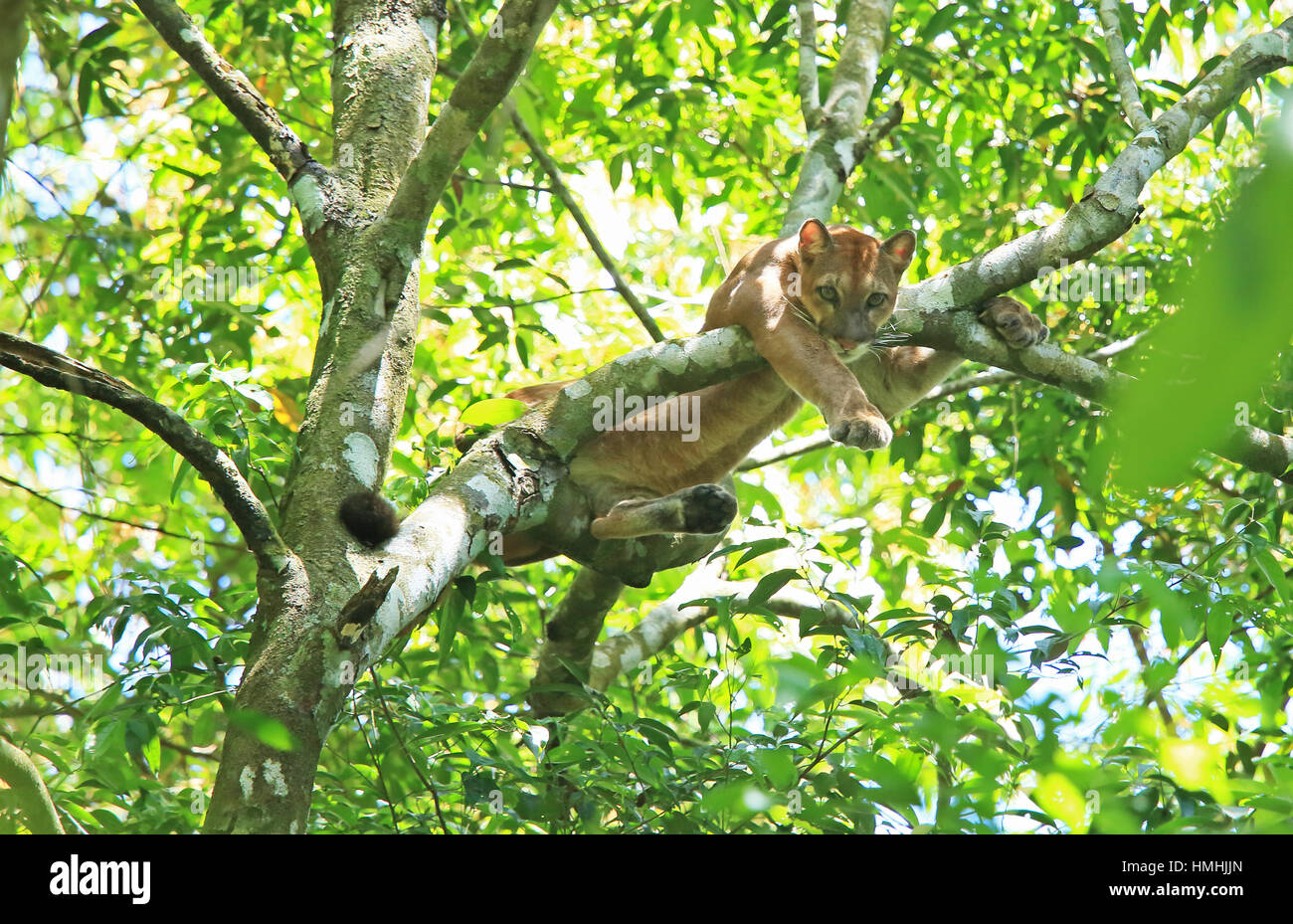 Wild puma (puma concolor) climbing in a tree. Sirena, Corcovado National Park, Osa, Costa Rica. Stock Photo