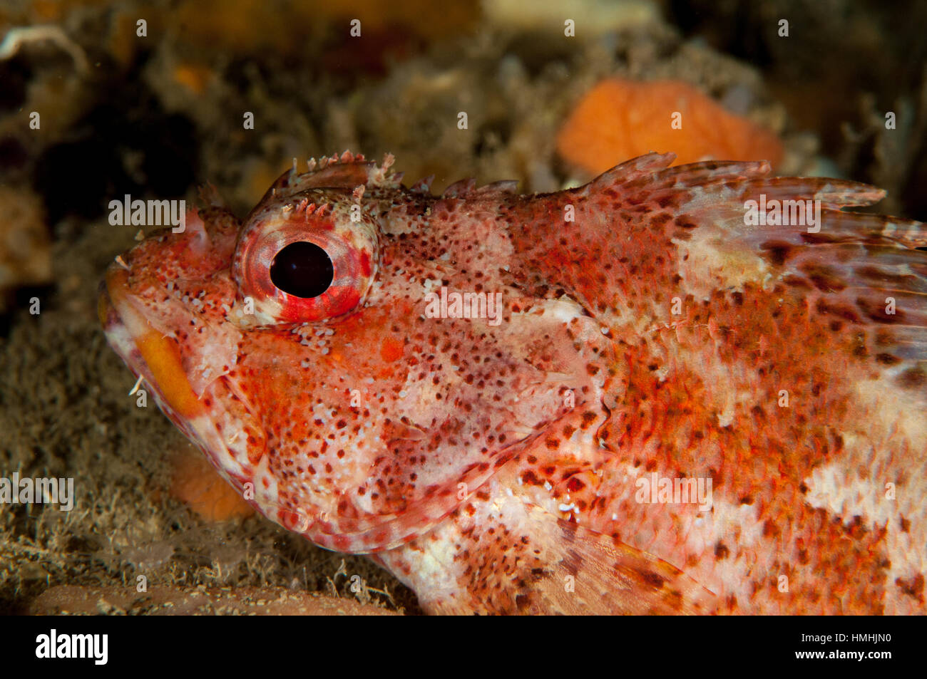 Madeira rockfish (Scorpaena maderensis), l'Escala, Costa Brava, Girona, Catalonia, Spain Stock Photo