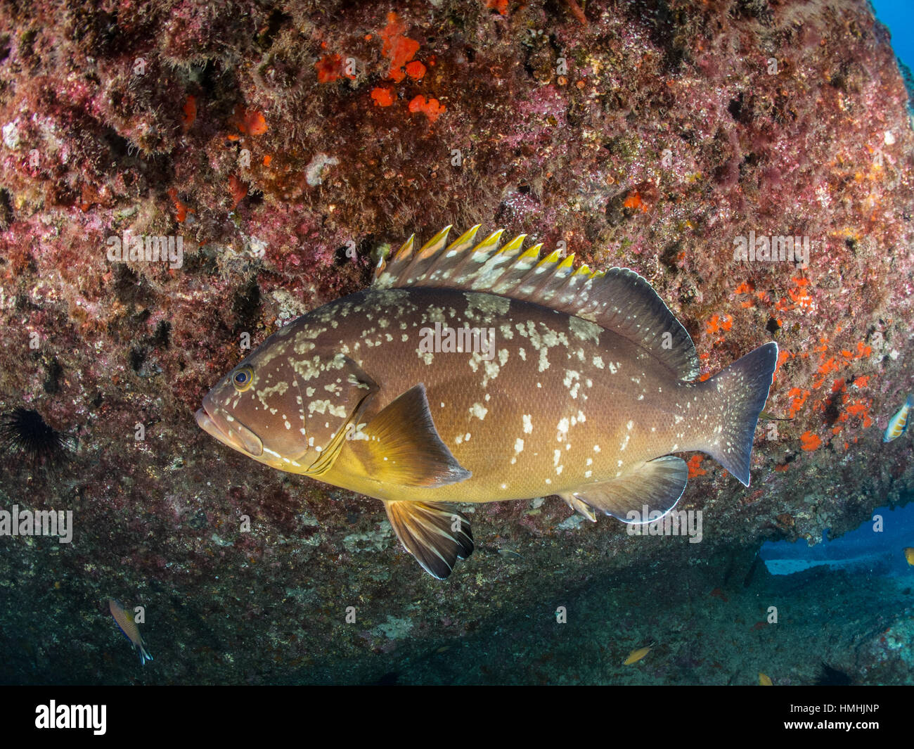 dusky grouper (Epinephelus marginatus), La Graciosa, Lanzarote, Canary Islands Stock Photo