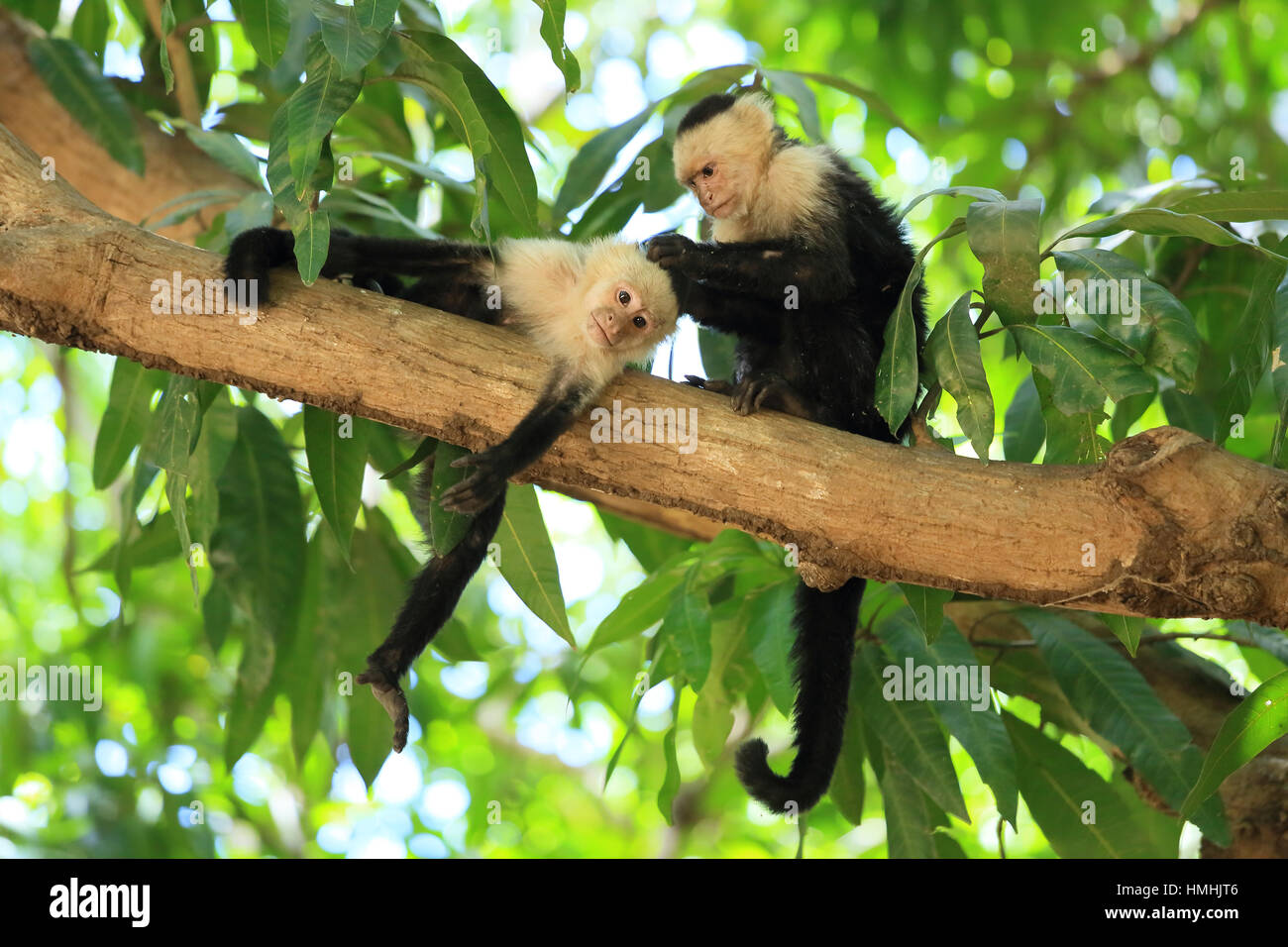 White-faced capuchin monkeys (cebus capucinus) grooming. Palo Verde National Park, Guanacaste, Costa Rica. Stock Photo