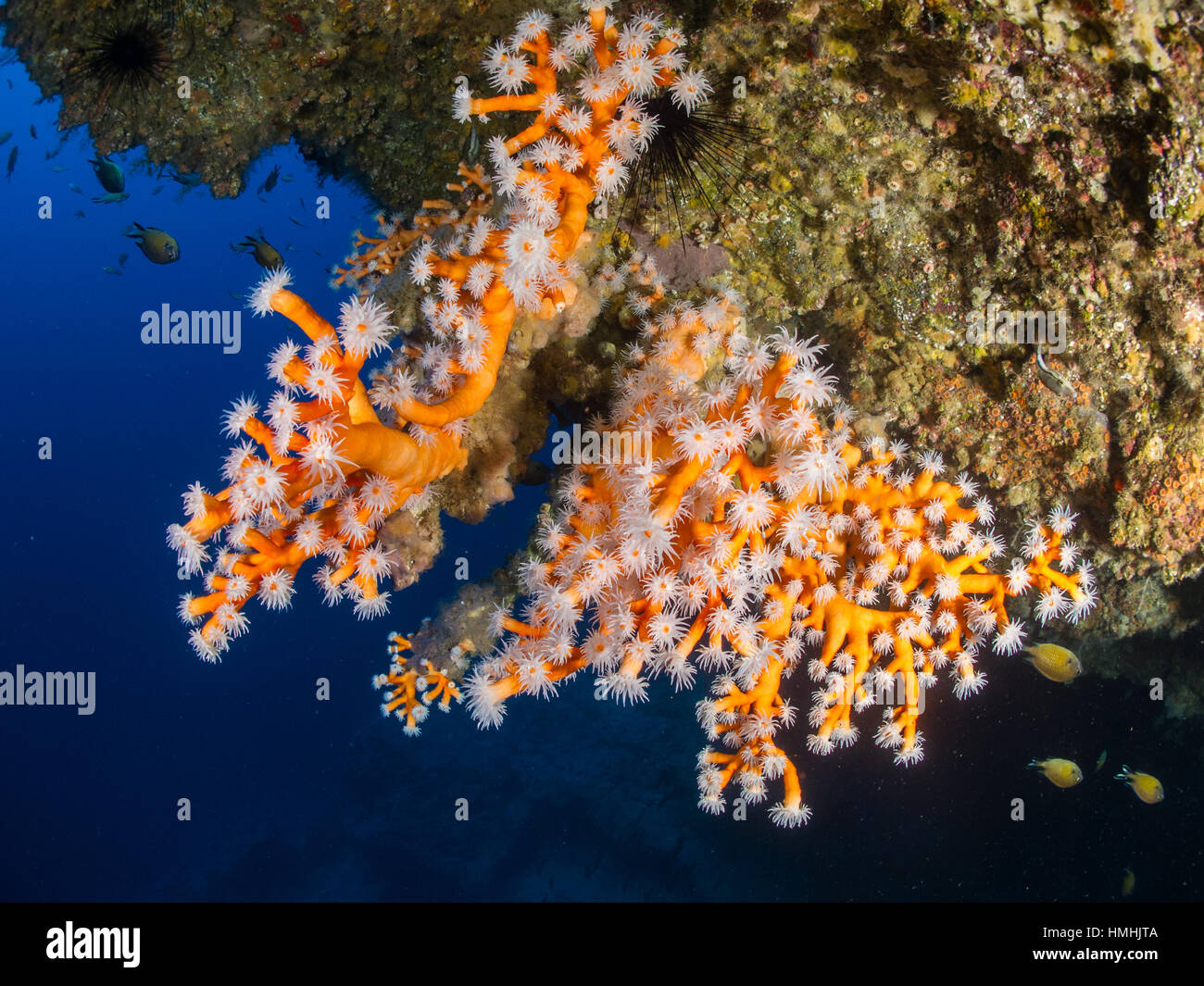 tree coral (Dendrophyllia ramea), La Graciosa, Lanzarote, Canary Islands Stock Photo