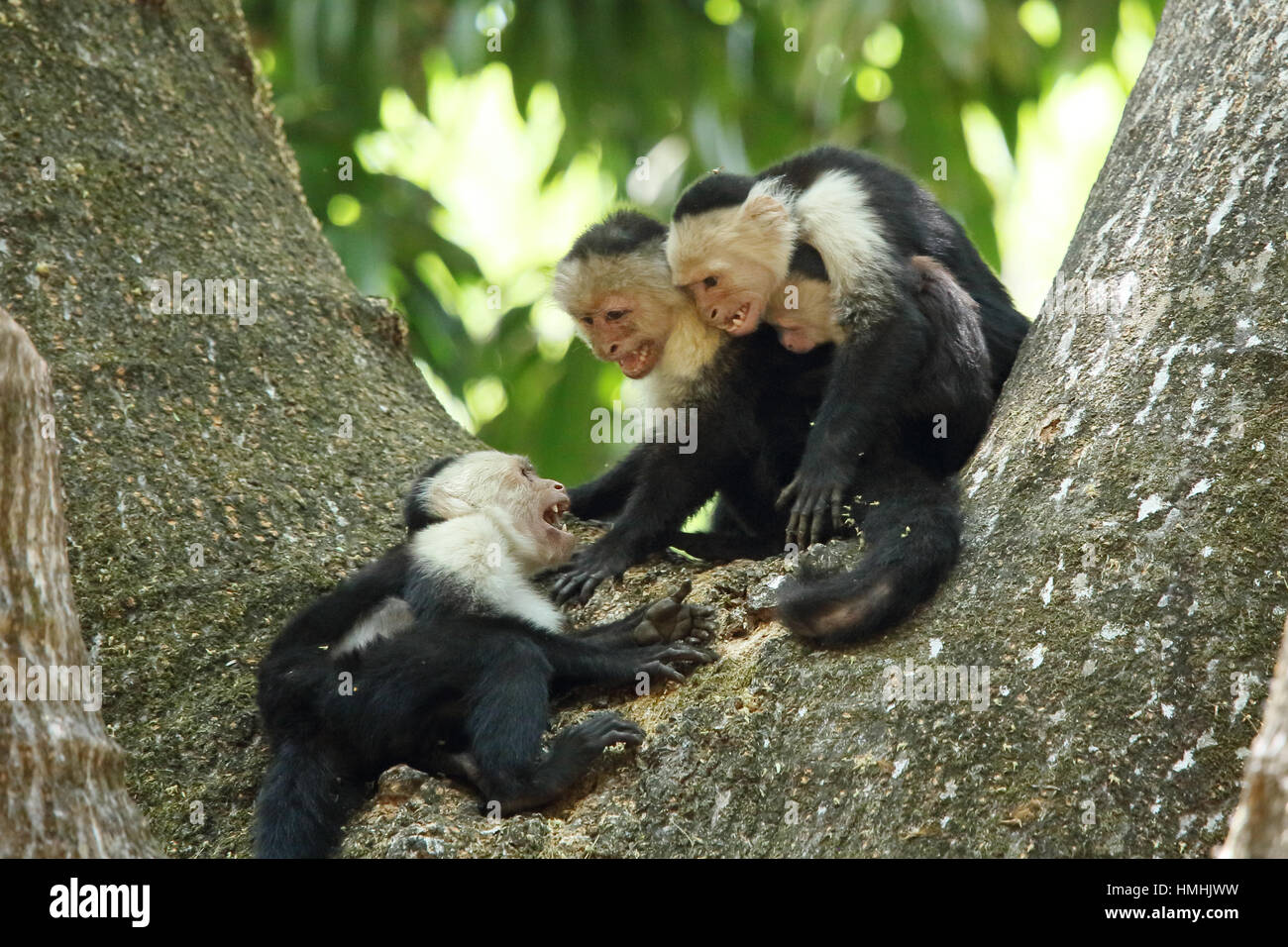 White-faced capuchin monkeys (cebus capucinus). Aggression between troup members. Palo Verde National Park, Guanacaste, Costa Rica. Stock Photo