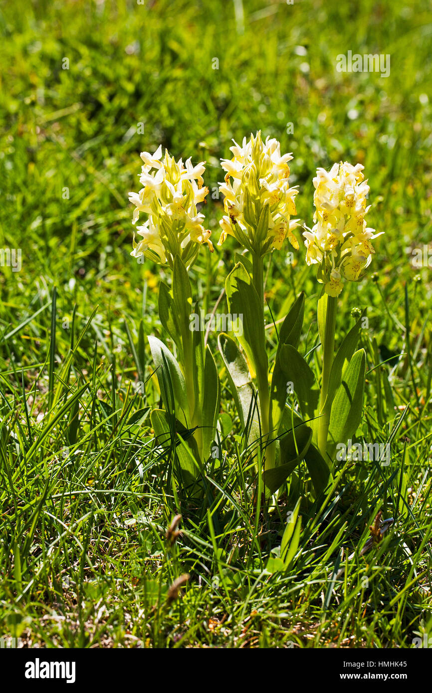 Elder-flowered orchid Dactylorhiza sambucina in alpine meadow Vercors Regional Natural Park Vercors France May 2015 Stock Photo
