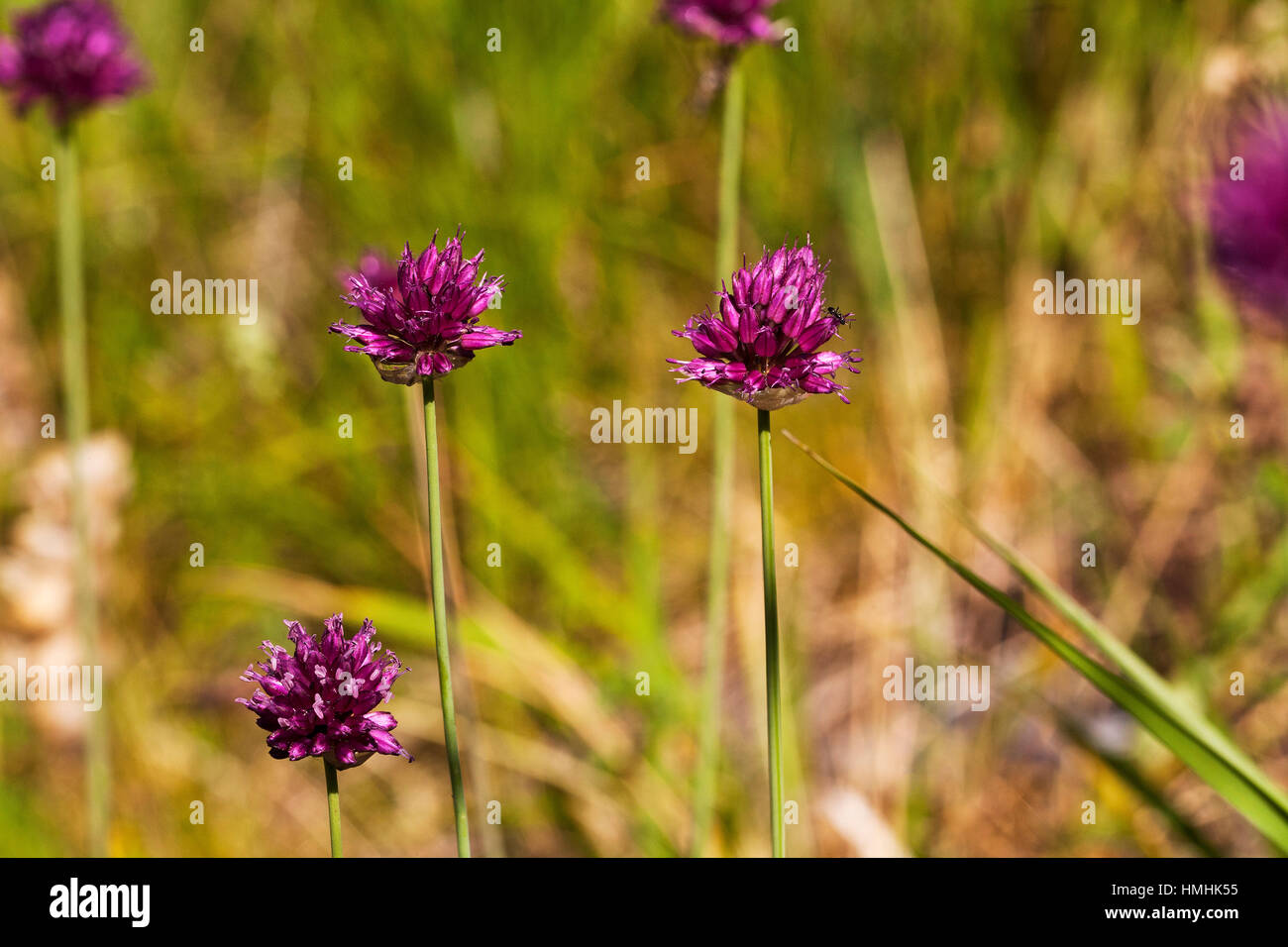 Mountain onion Allium montanum Pyrenees National Park France July 2015 Stock Photo