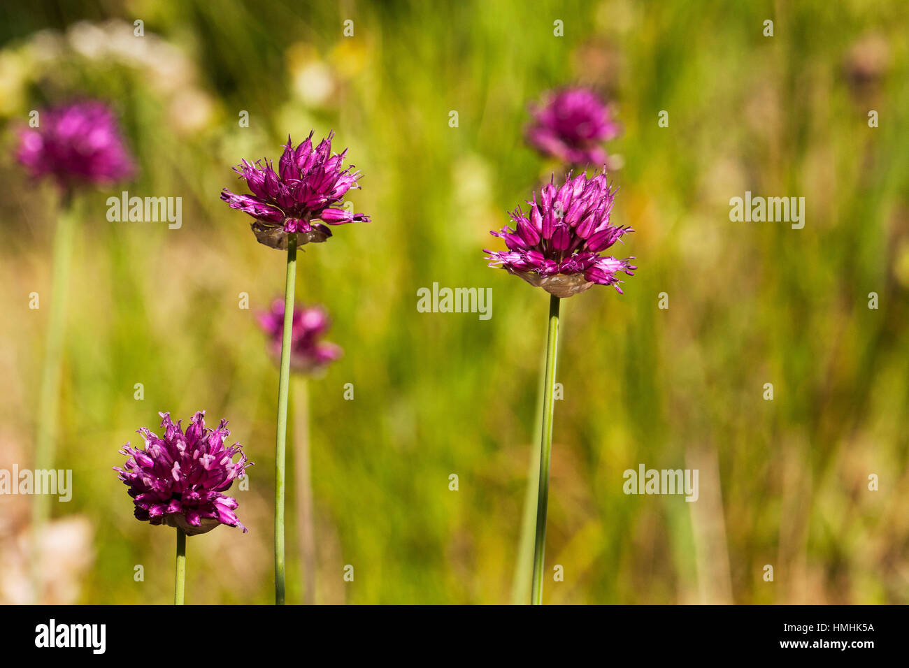 Mountain onion Allium montanum Pyrenees National Park France July 2015 Stock Photo