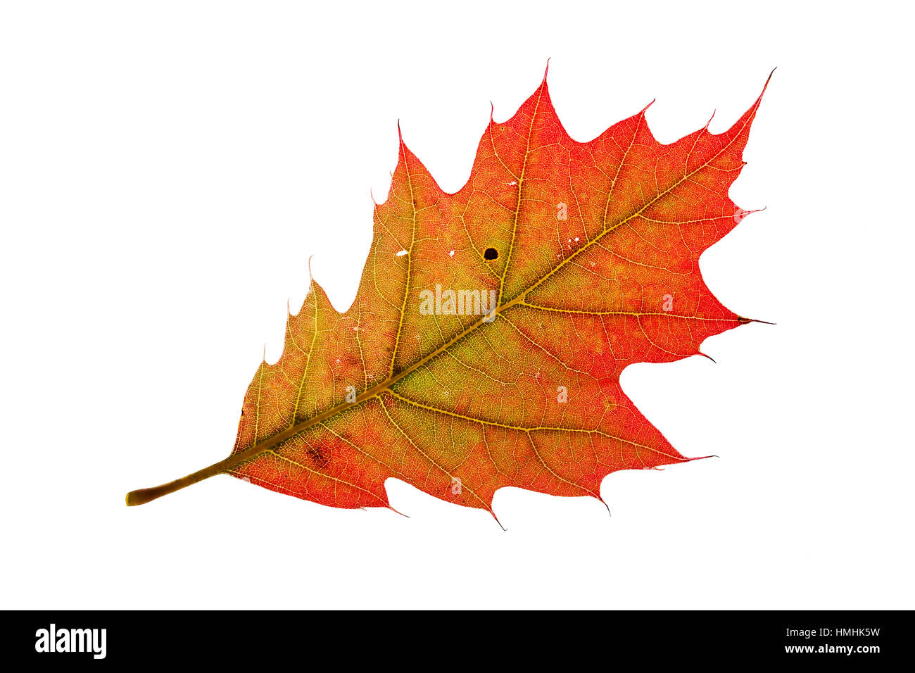 Turkey oak Quercus cerris individual leaf on lightbox Ringwood Hampshire England UK October 2015 Stock Photo