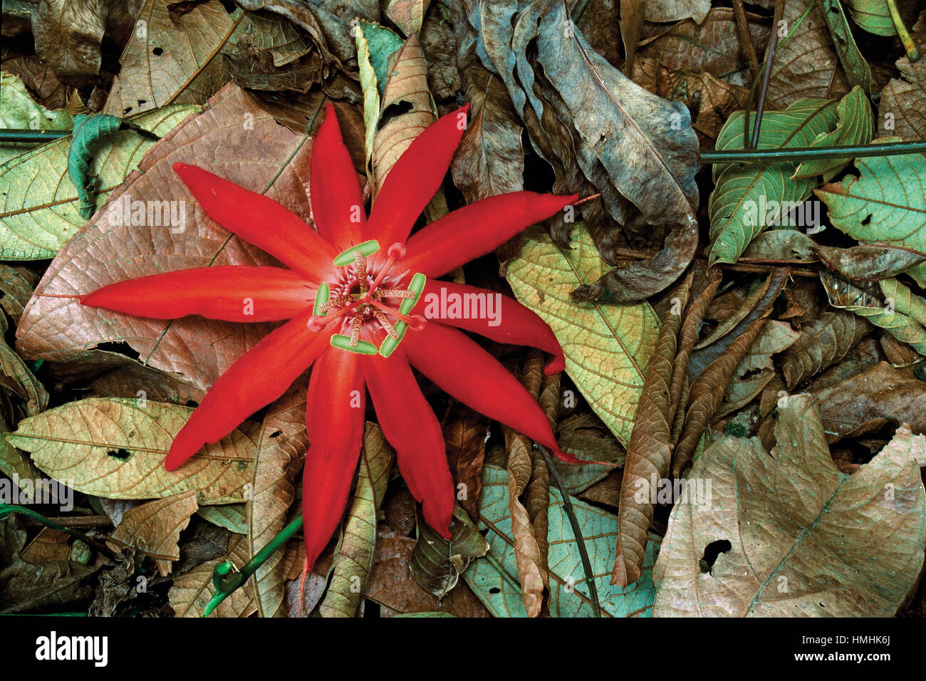 Passion Flower (Passiflora vitifolia) in rainforest. Arenal National Park, Costa Rica Stock Photo