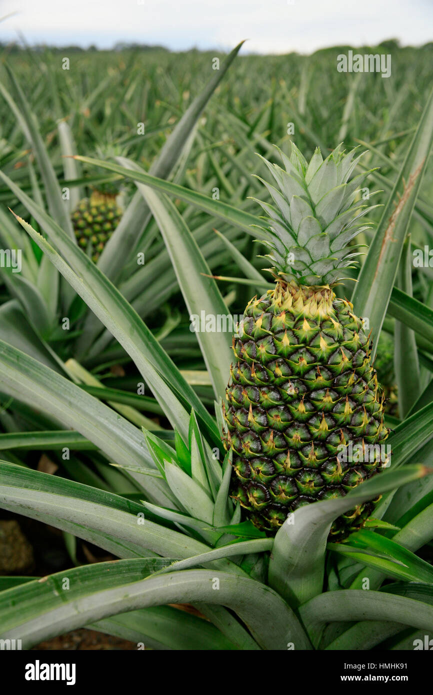Organic Pineaple Plantation (Ananas comosus). Sarapiquí, Caribbean lowlands, Costa Rica Stock Photo