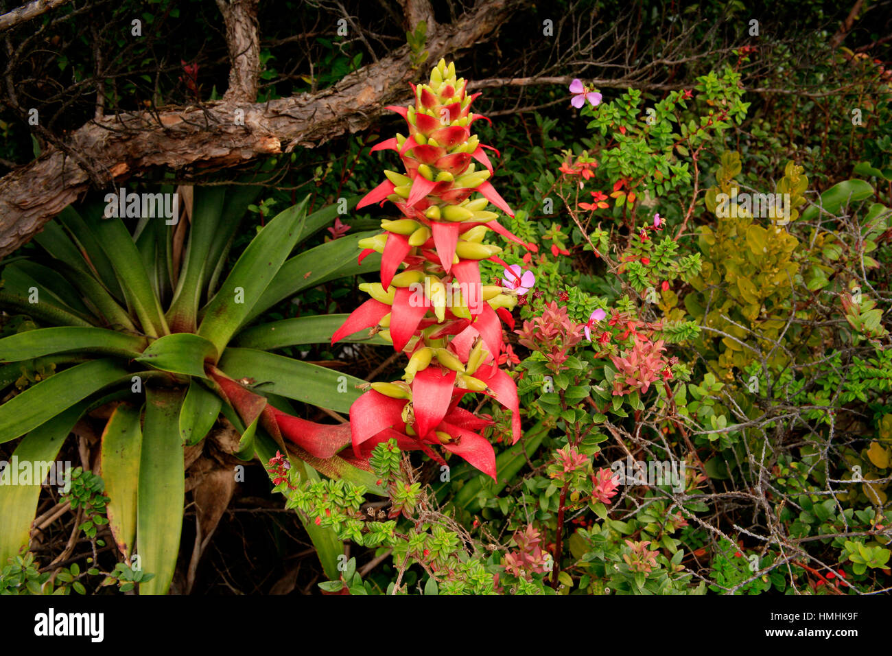 Bromeliad (Werauhia ororiensis). Near the crater in Poás Volcano National Park, Costa Rica Stock Photo