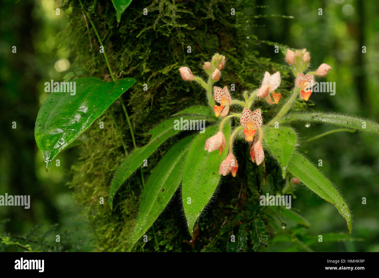 Spotted Ponthieva orchid (Ponthieva maculata). Monteverde Cloud Forest Preserve, Costa Rica Stock Photo