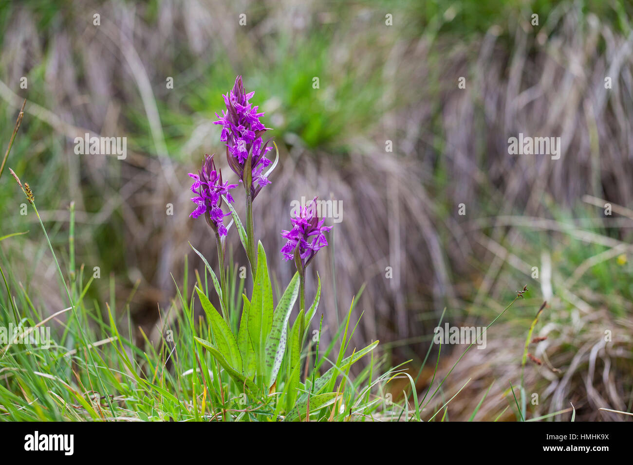 Broad-leaved marsh orchid Dactylorhiza majalis in grassland near the Col du Prayer Vercors Regional Natural Park Vercors France June 2016 Stock Photo