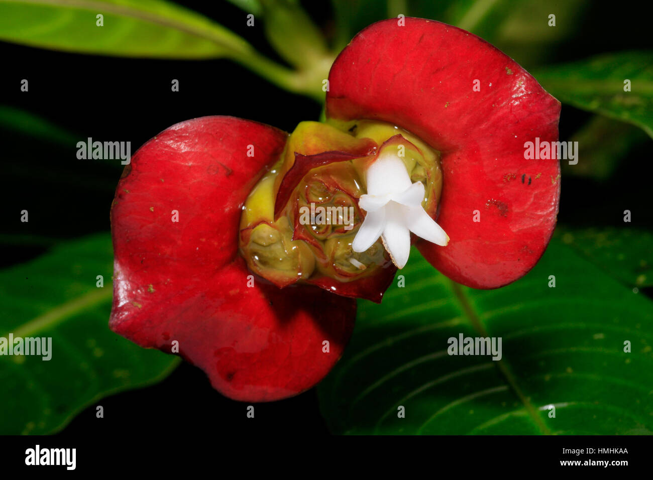 Hot Lips flower (Psychotria elata). Monteverde Cloud Forest Preserve, Costa Rica Stock Photo