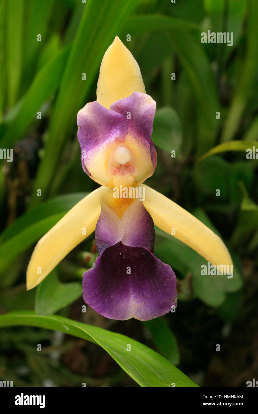 Orchid (Cochleanthes discolor) in forest near Monteverde Cloudforest Preserve, Tiaran, Costa Rica Stock Photo