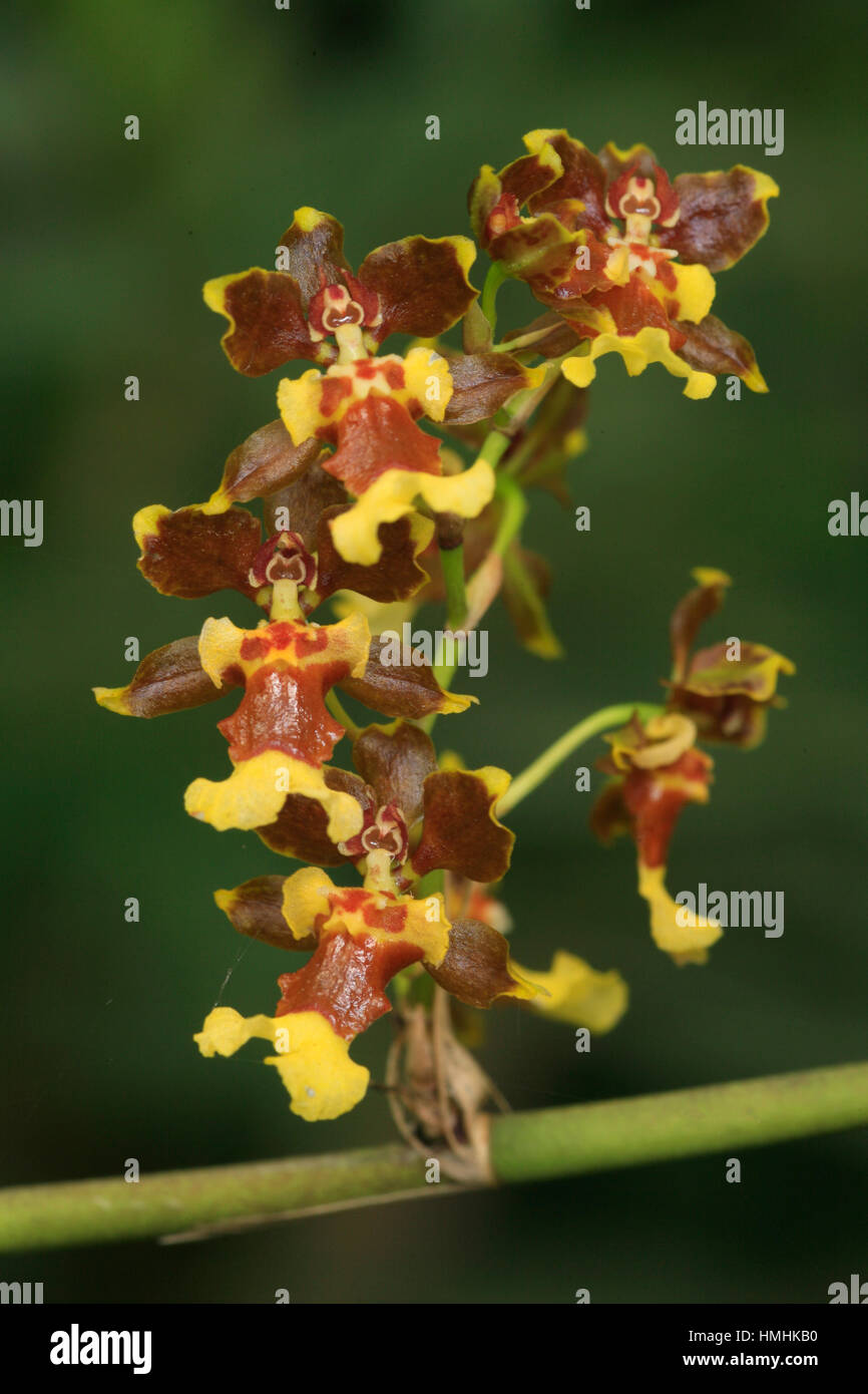 Orchid (Oncidium parviflorum) in forest near Monteverde Cloudforest Preserve, Tiaran, Costa Rica Stock Photo