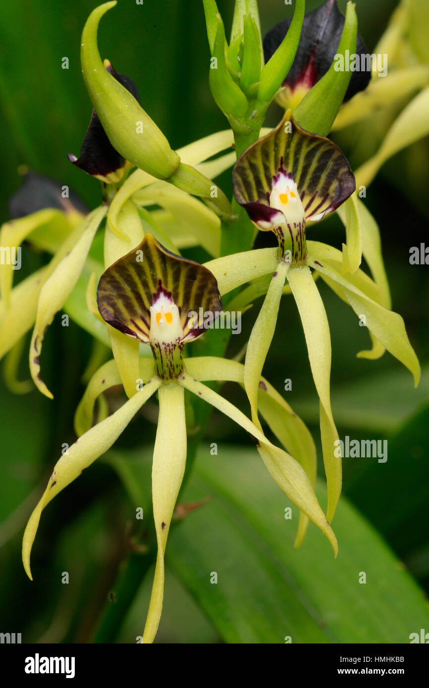 Orchid (Prosthechea cochleata) in forest near Monteverde Cloudforest Preserve, Tiaran, Costa Rica Stock Photo