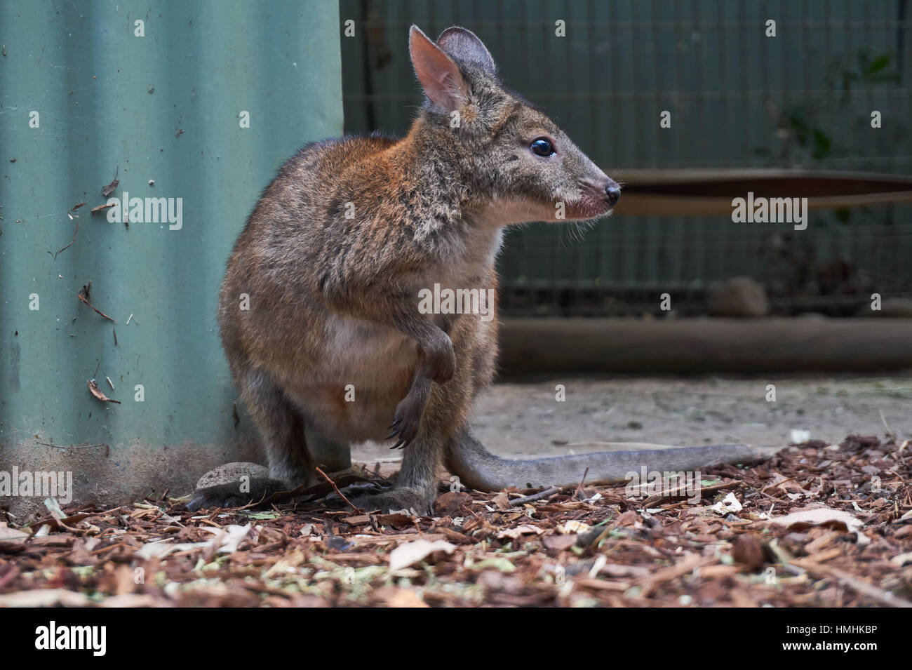 Wallabees australia 2025