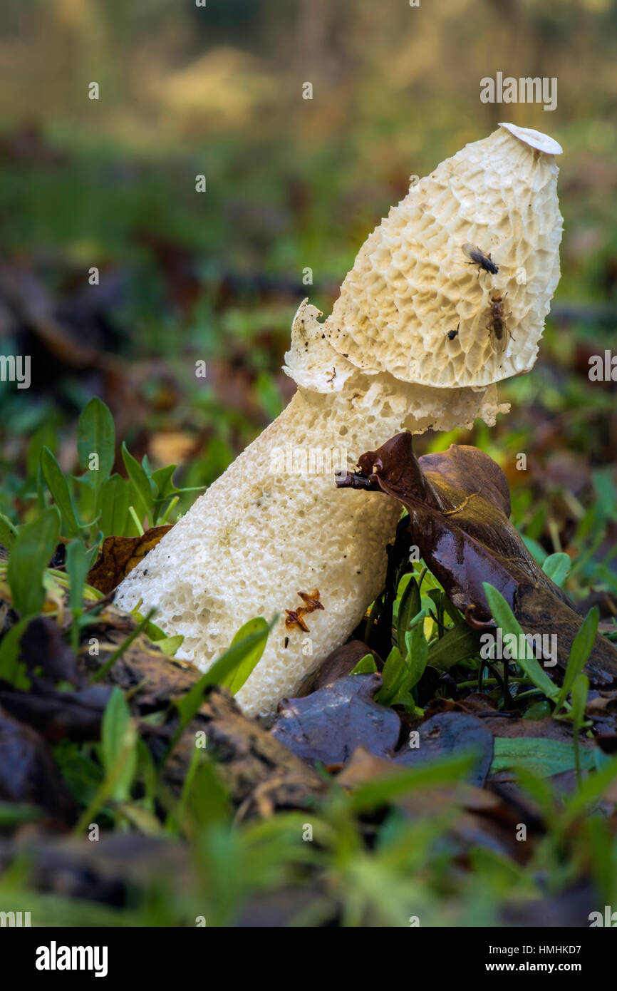 Stinkhorn(Phallus impudicus) complete with insects on Roydon Common. Stock Photo