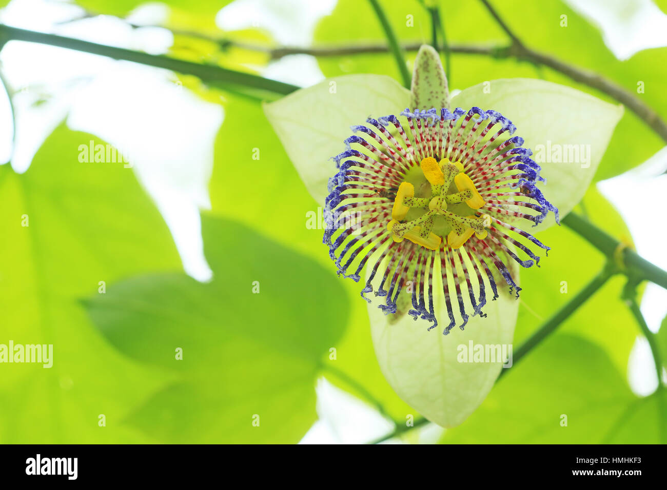 Passion flower (Passiflora platyloba). Tropical dry forest, Santa Rosa National Park, Costa Rica. Stock Photo